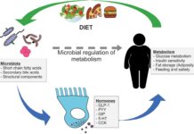 Gut Microbiome & Weight Loss: How Gut Bacteria Influence Fat Storage Gut Microbiome & Weight Loss: How Gut Bacteria Influence Fat Storage