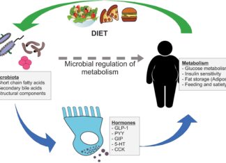 Gut Microbiome & Weight Loss: How Gut Bacteria Influence Fat Storage Gut Microbiome & Weight Loss: How Gut Bacteria Influence Fat Storage