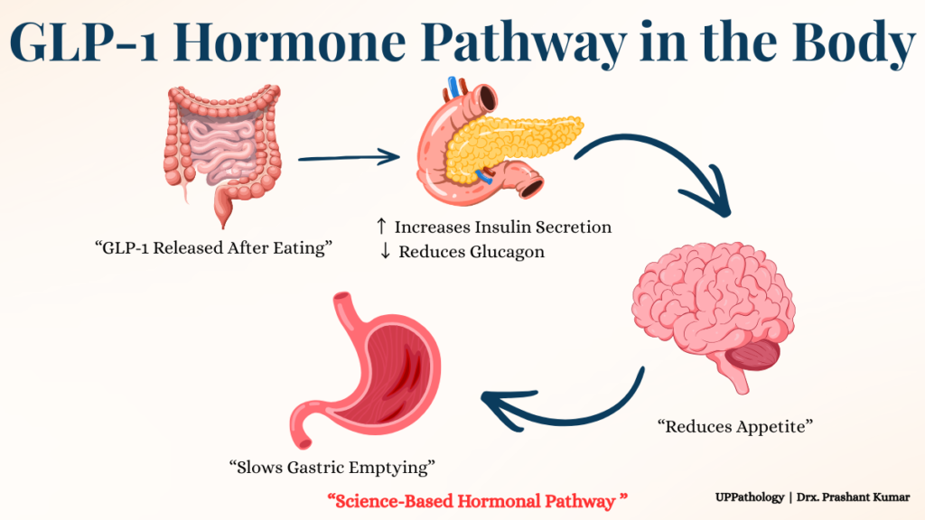 GLP-1 drug explained comparison Ozempic Wegovy Mounjaro weight loss effects